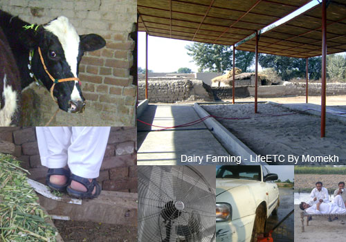 dairy farming pakistan