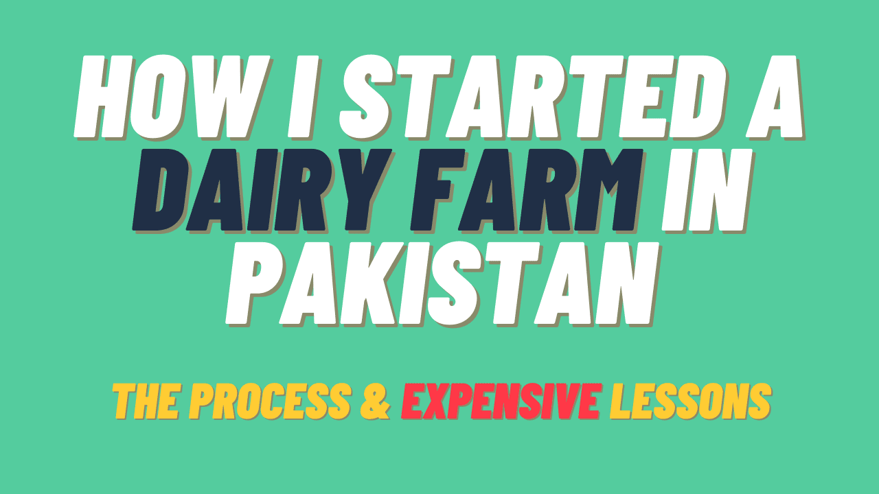 Dairy Farming in Pakistan