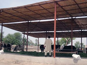 cheap-dairy-shed-construction