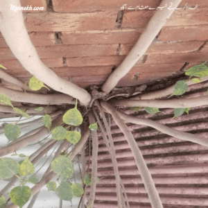 tree growing from a wall - lahore