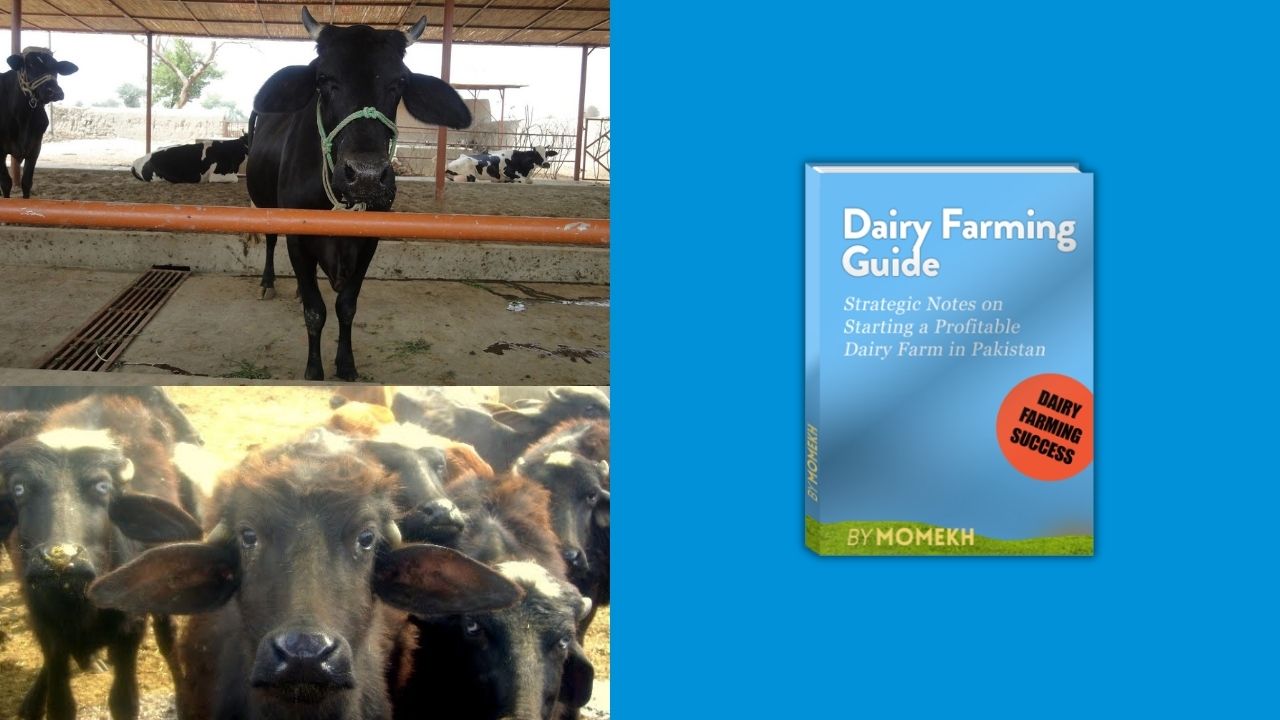 My Dairy Farming Experiment